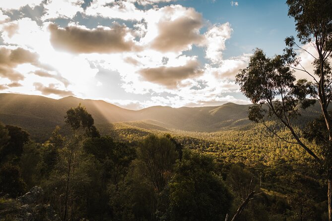 Kangaroos and Koala Experience Tour - Two and a half hours among Tidbinbilla wildlife