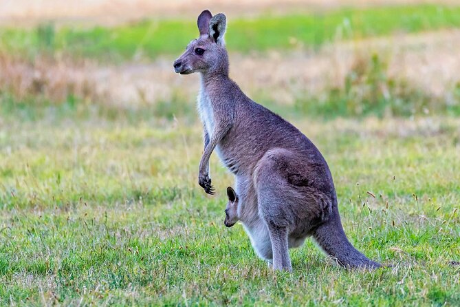 Kangaroos and Koala Experience Tour - Guides who make the wildlife easier to understand