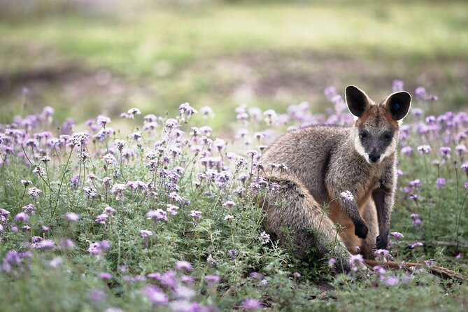 Kangaroos and Koala Experience Tour - What the $106.87 price really covers