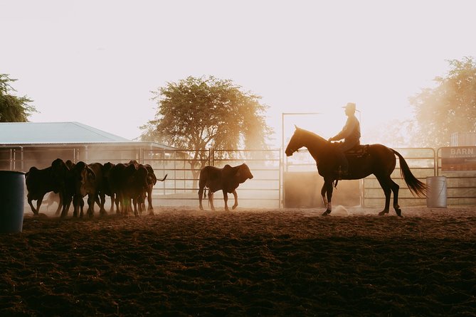Katherine Outback Experience Show Ticket - Goats, cattle, buffalo, and the less expected stars