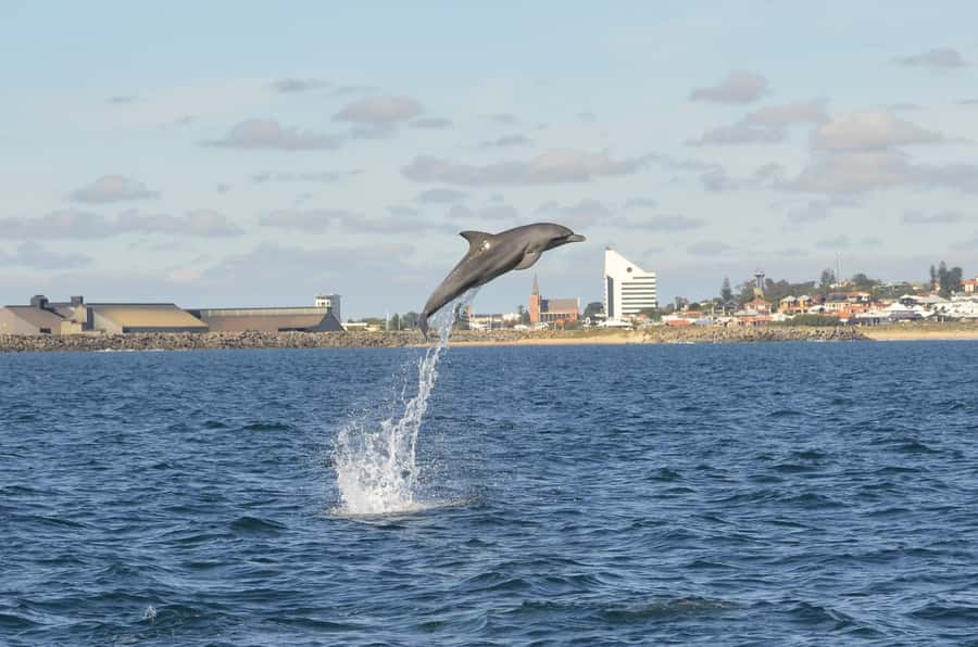Koombana Bay: Dolphin Eco Cruise - Key points before you book