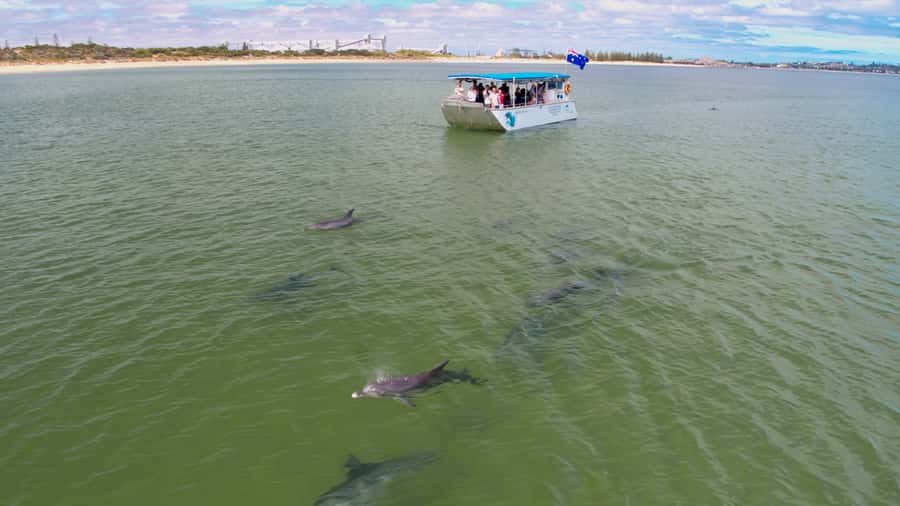 Koombana Bay: Dolphin Eco Cruise - Koombana Bay is a good place to watch wild dolphins