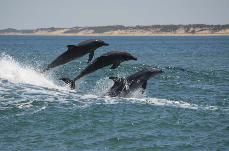 Koombana Bay: Dolphin Eco Cruise - The 90-minute cruise keeps the focus on dolphin behaviour
