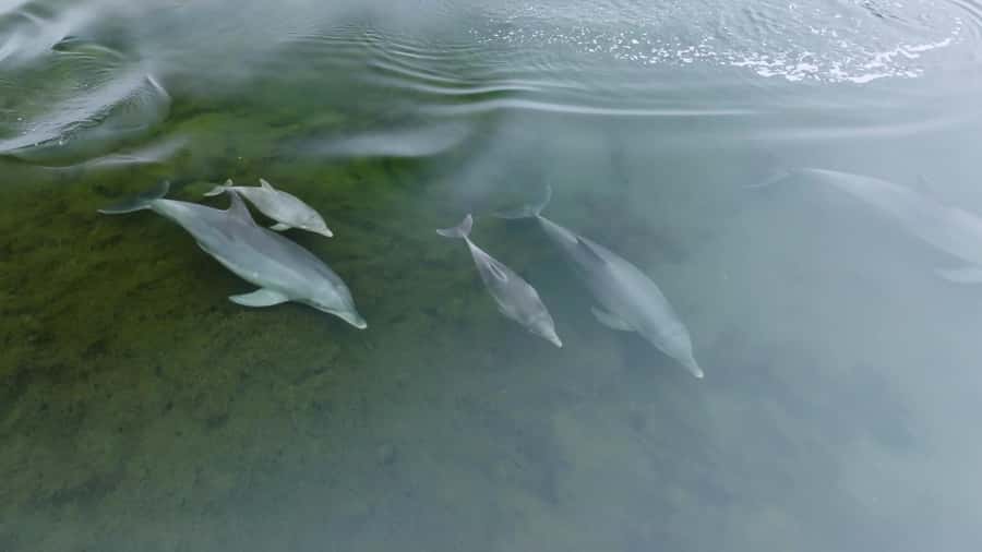 Koombana Bay: Dolphin Eco Cruise - Weather can change the feel of the outing