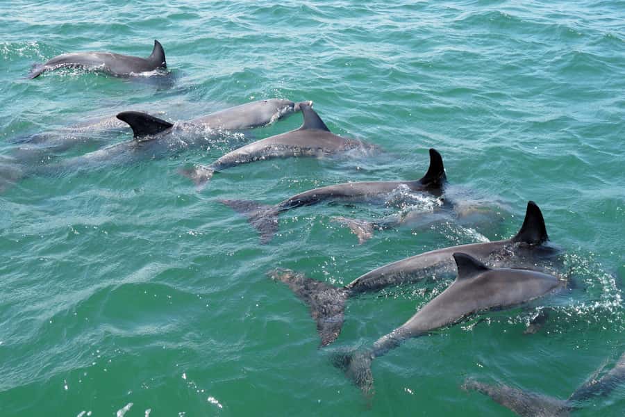 Koombana Bay: Dolphin Eco Cruise - Why the guides matter