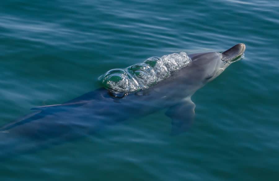 Koombana Bay: Dolphin Eco Cruise - At 8 Anchorage Cove, allow time to check in