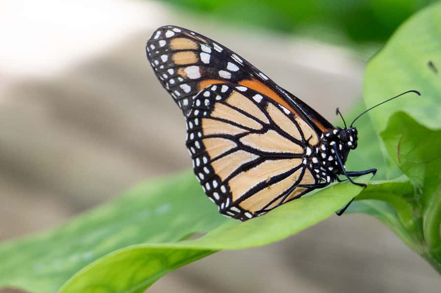 Kuranda: Australian Butterfly Sanctuary - Should you book the Australian Butterfly Sanctuary?