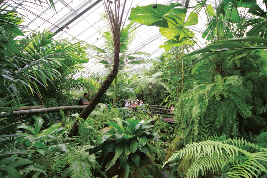 Kuranda: Australian Butterfly Sanctuary - Meeting the green Cairns Birdwing