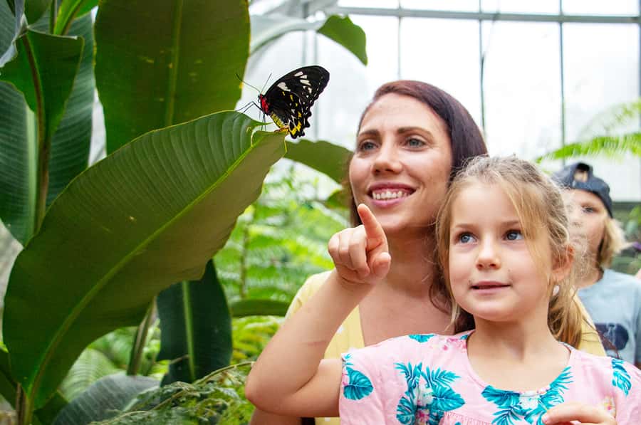 Kuranda: Australian Butterfly Sanctuary - Looking through the breeding laboratory windows