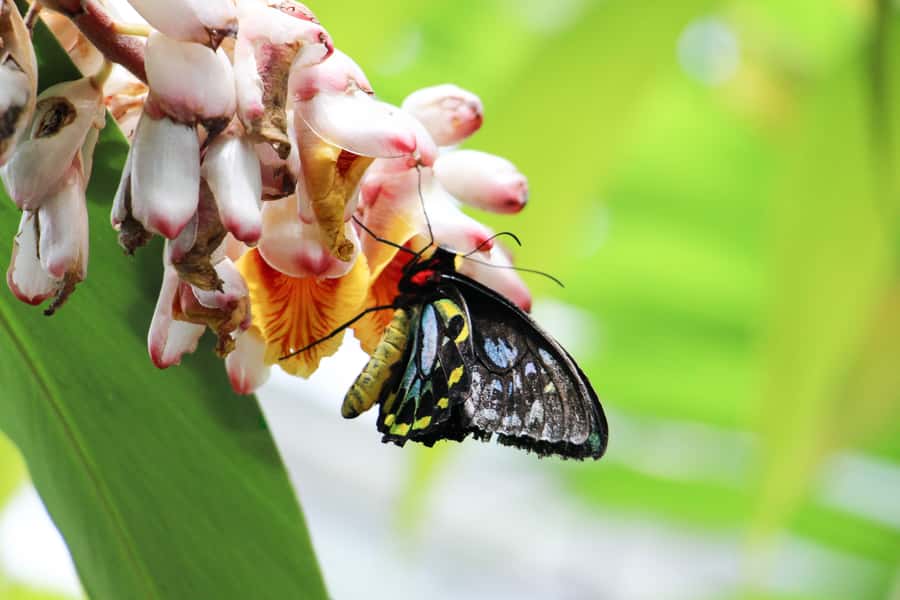 Kuranda: Australian Butterfly Sanctuary - Understanding the $17 admission price