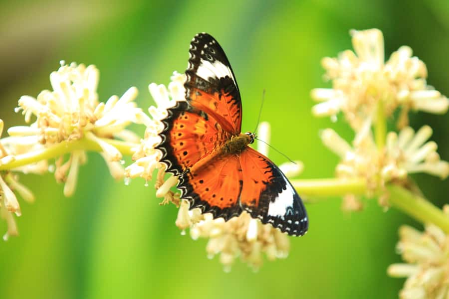 Kuranda: Australian Butterfly Sanctuary - Who will enjoy the sanctuary most