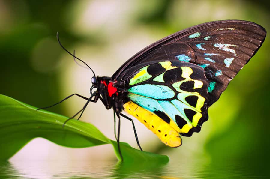 Kuranda: Australian Butterfly Sanctuary - Taking the self-guided route through the aviary