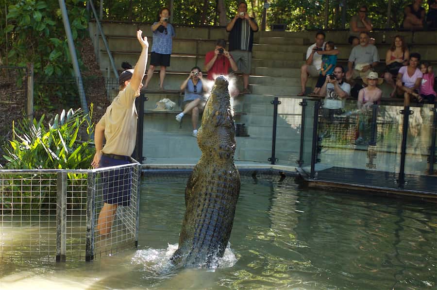 Kuranda & Hartley's Crocodile Adventures - One rushed hour in Kuranda