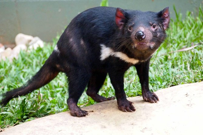 Kuranda Highlights including Rainforestation Aboriginal Culture and Wildlife R1B - A full day from Cairns to Kuranda