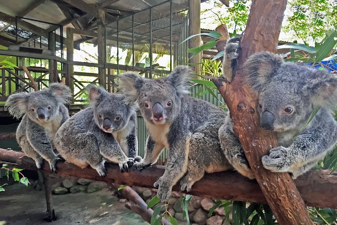 Kuranda Highlights including Rainforestation Aboriginal Culture and Wildlife R1B - What the price includes