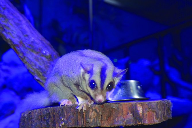 Kuranda Koala Gardens and Birdworld Admission Tickets - Koala photos: book early and check the current format