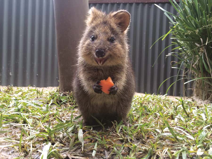 Kuranda Koala Gardens Park Entry - What your $15 admission gets you