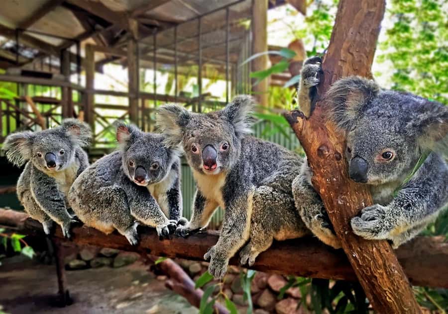 Kuranda Pamagirri Aboriginal Premium Full-Day Tour - Lunch is included, but confirm the details