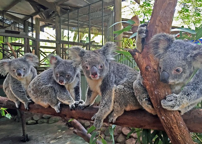Kuranda Rainforestation Nature Park Ticket (BNP) - How to plan the four hours without rushing