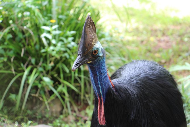 Kuranda Rainforestation Nature Park Ticket (BNP) - The best value for families and first-time visitors