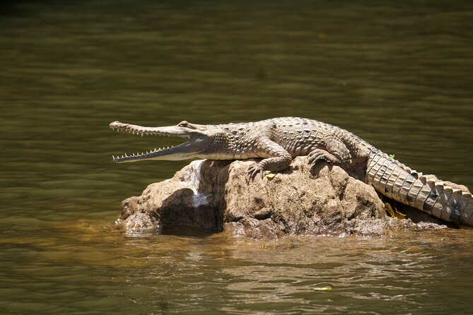 Kuranda Riverboat Sightseeing Cruise - Why this small Barron River cruise works so well