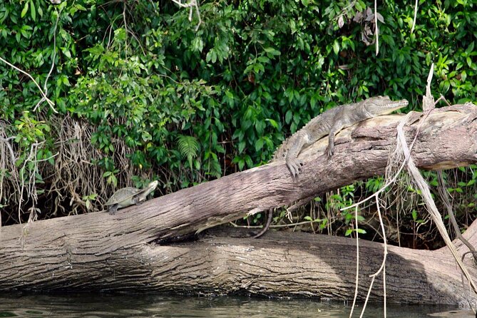 Kuranda Riverboat Sightseeing Cruise - Crocodiles, turtles, birds, and other wildlife