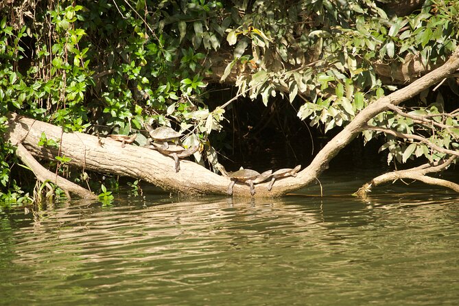 Kuranda Riverboat Sightseeing Cruise - The guide makes the difference