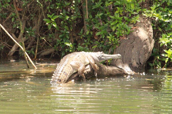 Kuranda Riverboat Sightseeing Cruise - Why the $21.52 price is good value