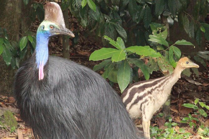 Kuranda Riverboat Sightseeing Cruise - Fitting the cruise into your Kuranda day