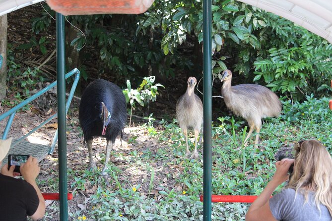 Kuranda Riverboat Sightseeing Cruise - Weather, comfort, and access