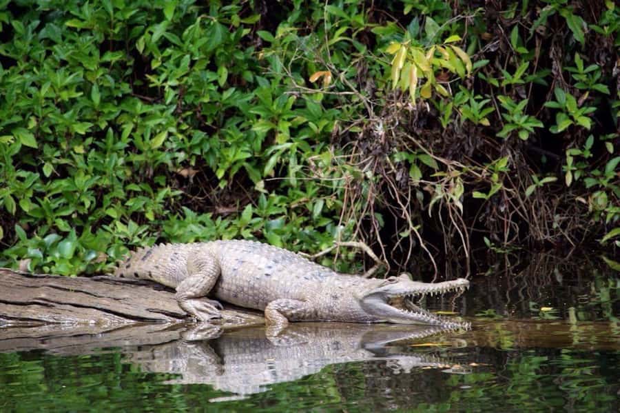 Kuranda: Riverboat Tour - Key points to know before you go