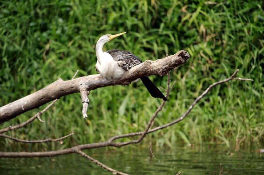 Kuranda: Riverboat Tour - A quiet stretch of the Barron River