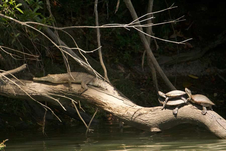 Kuranda: Riverboat Tour - Wildlife you may see from the boat
