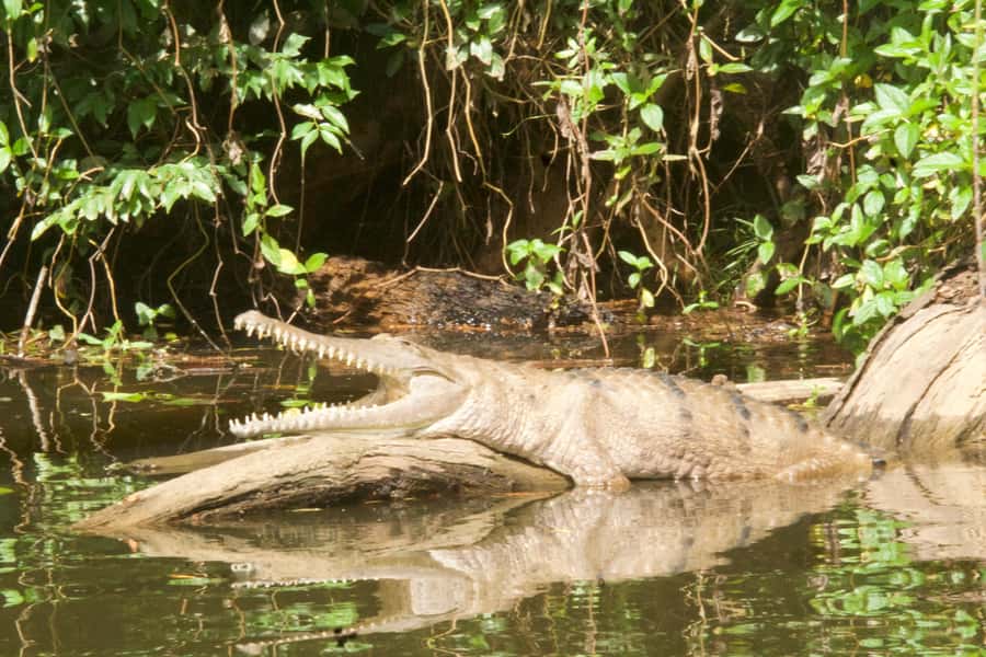Kuranda: Riverboat Tour - Is $21 good value?