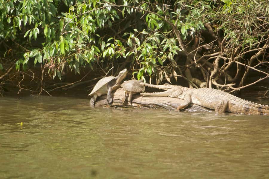 Kuranda: Riverboat Tour - Practical timing and booking advice