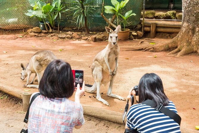 Kuranda Scenic Railway Day Trip from Cairns - Choosing your optional wildlife stop