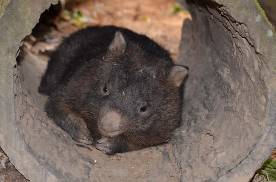 Kuranda Wildlife Experience: Koalas, Birds & Butterflies - Birdworld Kuranda and its 60-plus species