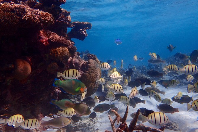 Lagoon Explorer - Ningaloo Reef Full-Day Kayaking and Snorkeling Adventure - Why Ningaloo works so well from a kayak