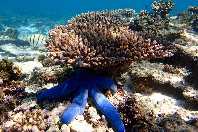 Lagoon Explorer - Ningaloo Reef Full-Day Kayaking and Snorkeling Adventure - Snorkeling from shore or kayak