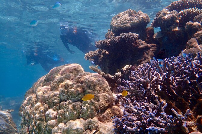 Lagoon Explorer - Ningaloo Reef Full-Day Kayaking and Snorkeling Adventure - What the $200.83 price includes