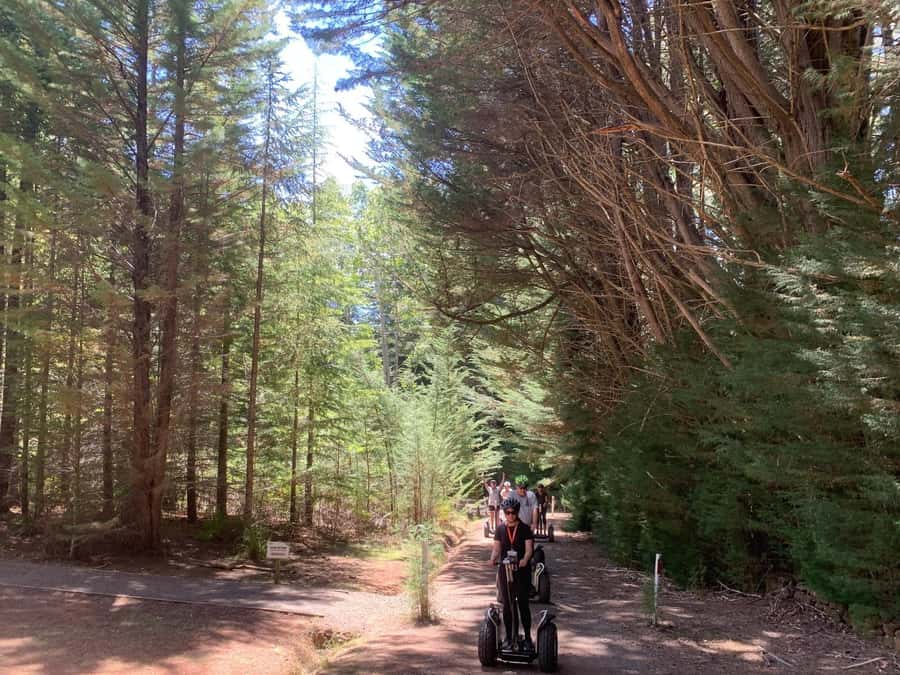 Launceston: Hollybank Forest Guided Segway Tour with Photos - Key points to know before you book