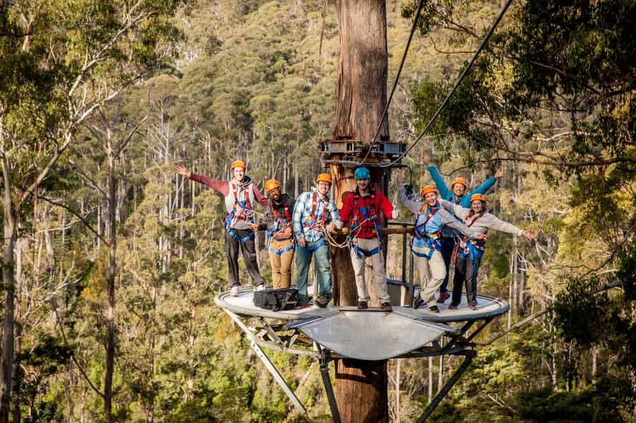 Launceston: Hollybank Forest Treetop Zip Lining with Guide - Key points at a glance