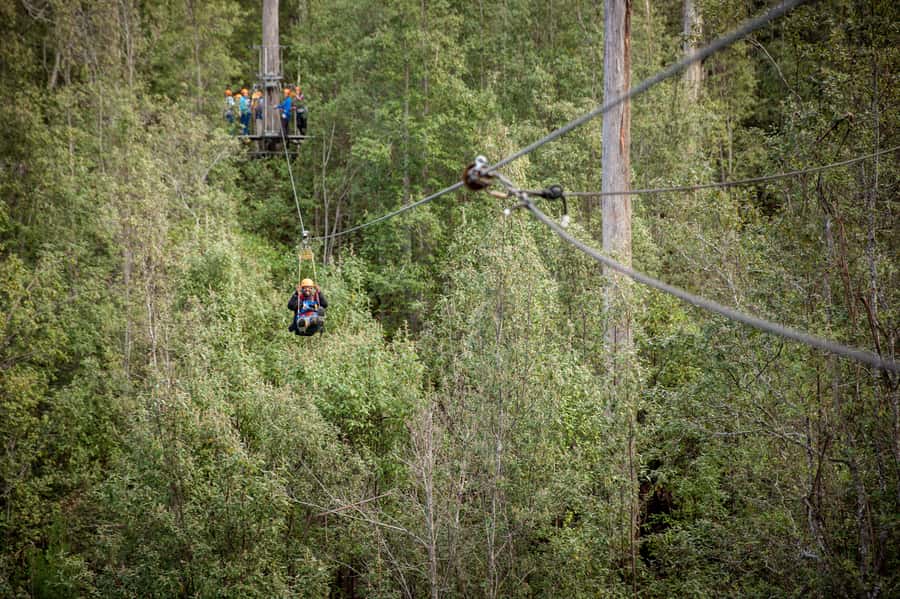 Launceston: Hollybank Forest Treetop Zip Lining with Guide - Six lines through Hollybank Forest
