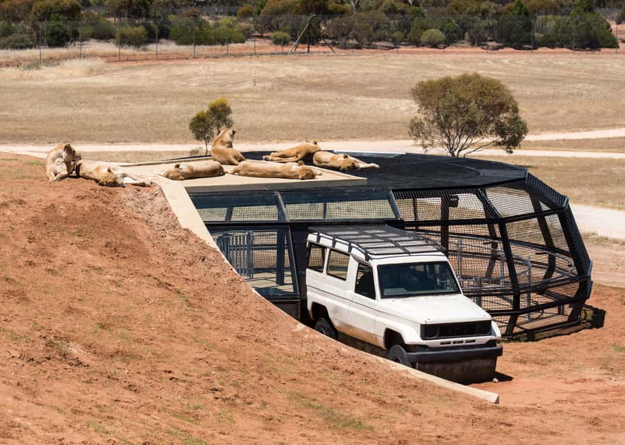 Lions 360 Experience and a Day at Monarto Safari Park - Key points at a glance
