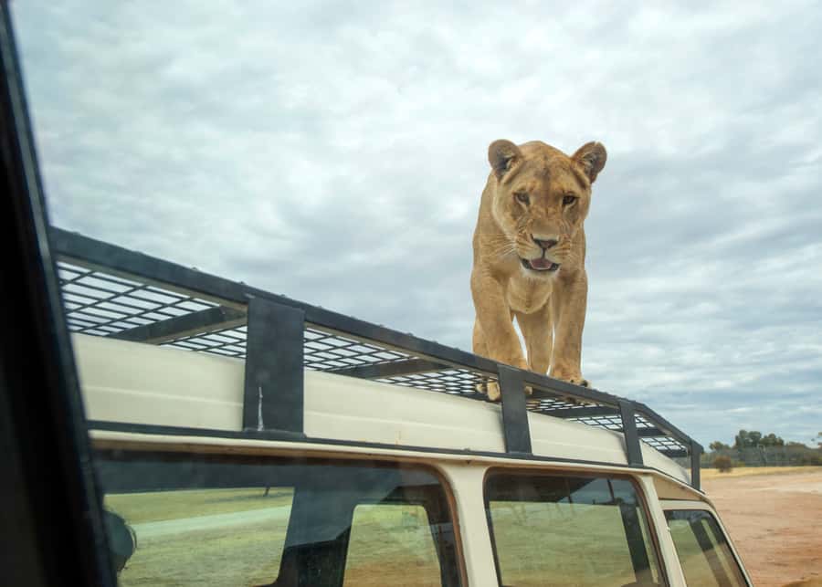 Lions 360 Experience and a Day at Monarto Safari Park - Why Lions 360 feels so close
