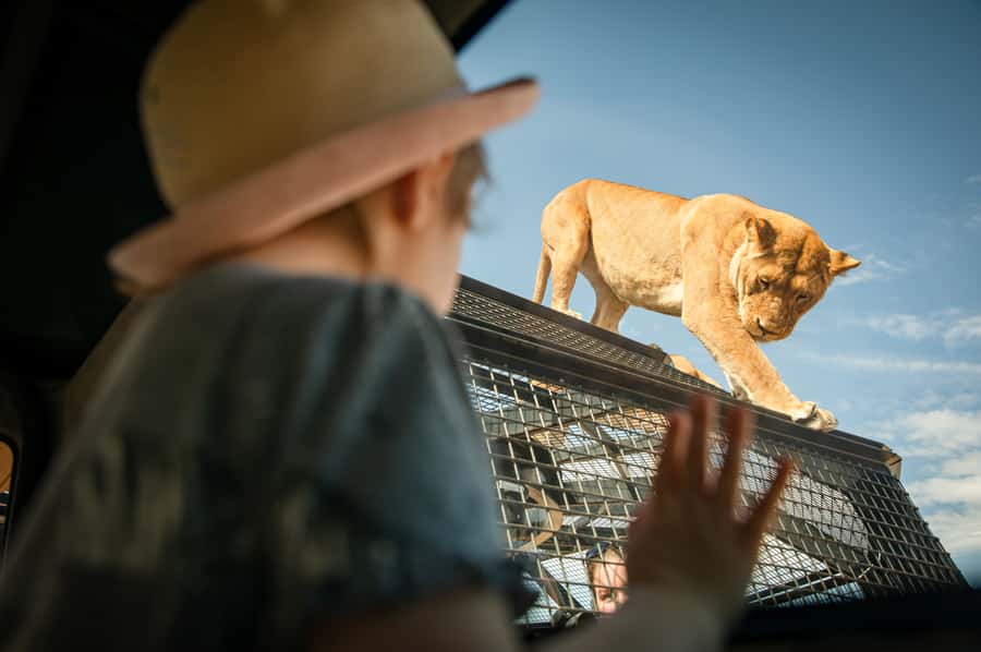 Lions 360 Experience and a Day at Monarto Safari Park - A full day beyond the lion enclosure