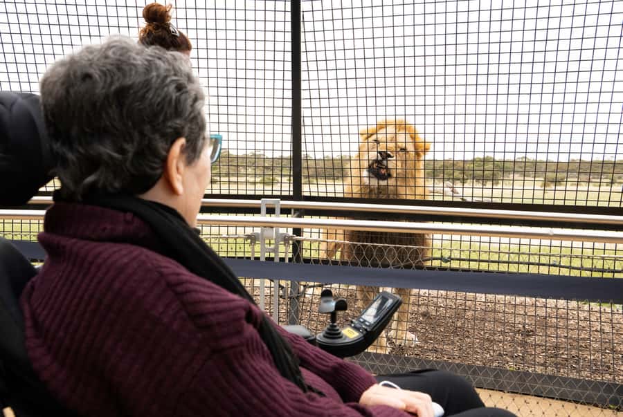 Lions 360 Experience and a Day at Monarto Safari Park - What happens during the one-hour session