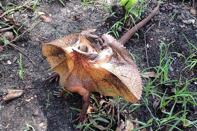 Litchfield National Park and Jumping Crocodile Cruise - Lunch, snacks, and the value of the package