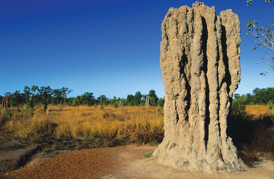 Litchfield National Park: Full-Day & Lunch from Darwin - Termite mounds and the first look at the Top End