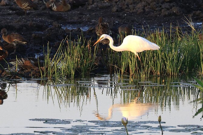 Litchfield National Park Tour with Wetlands or Crocodile Cruise - Who will enjoy this tour most?